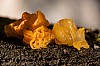 goldgelber zitterling - (c) k eutebach.jpg